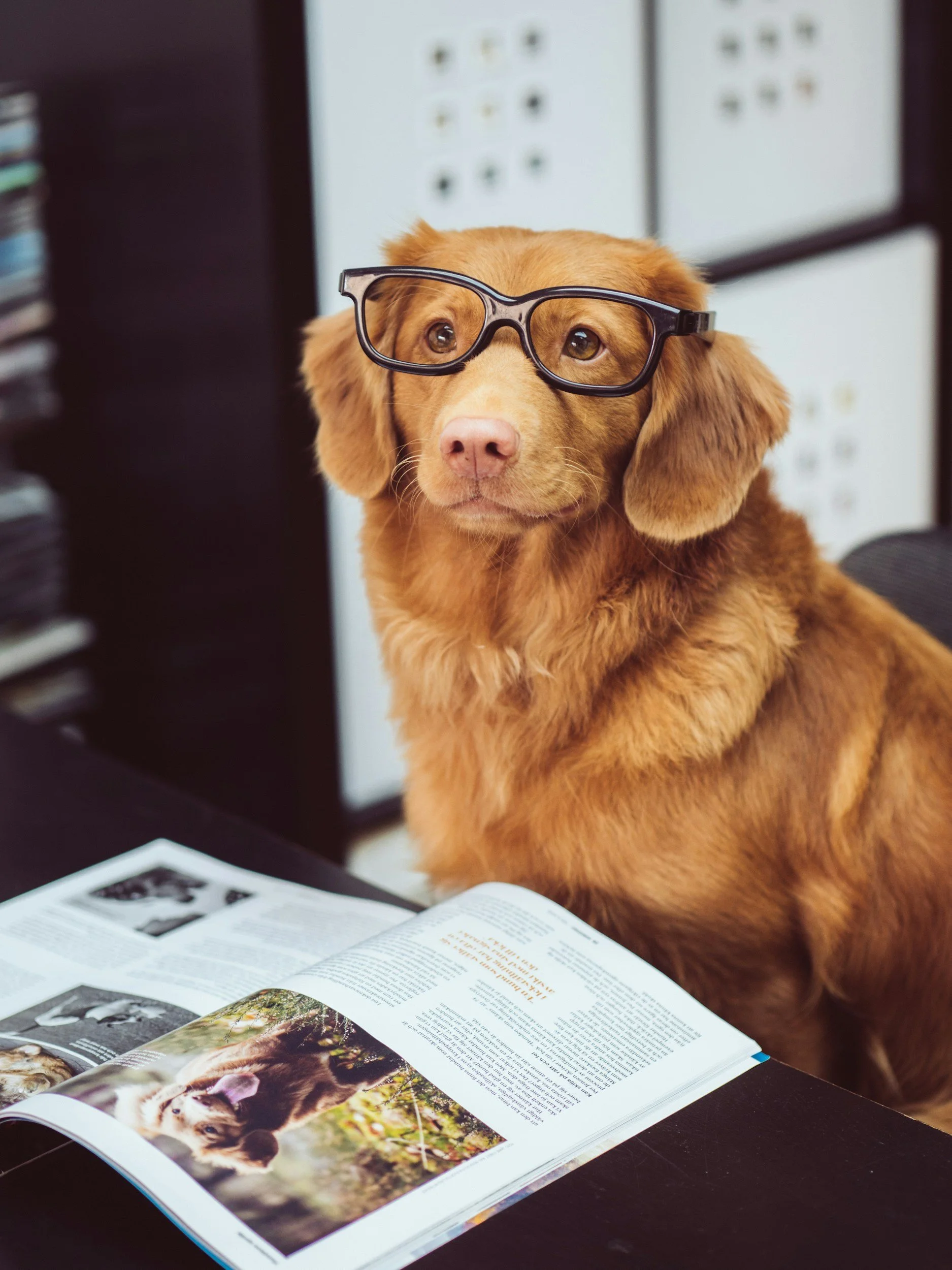 Pet insurance